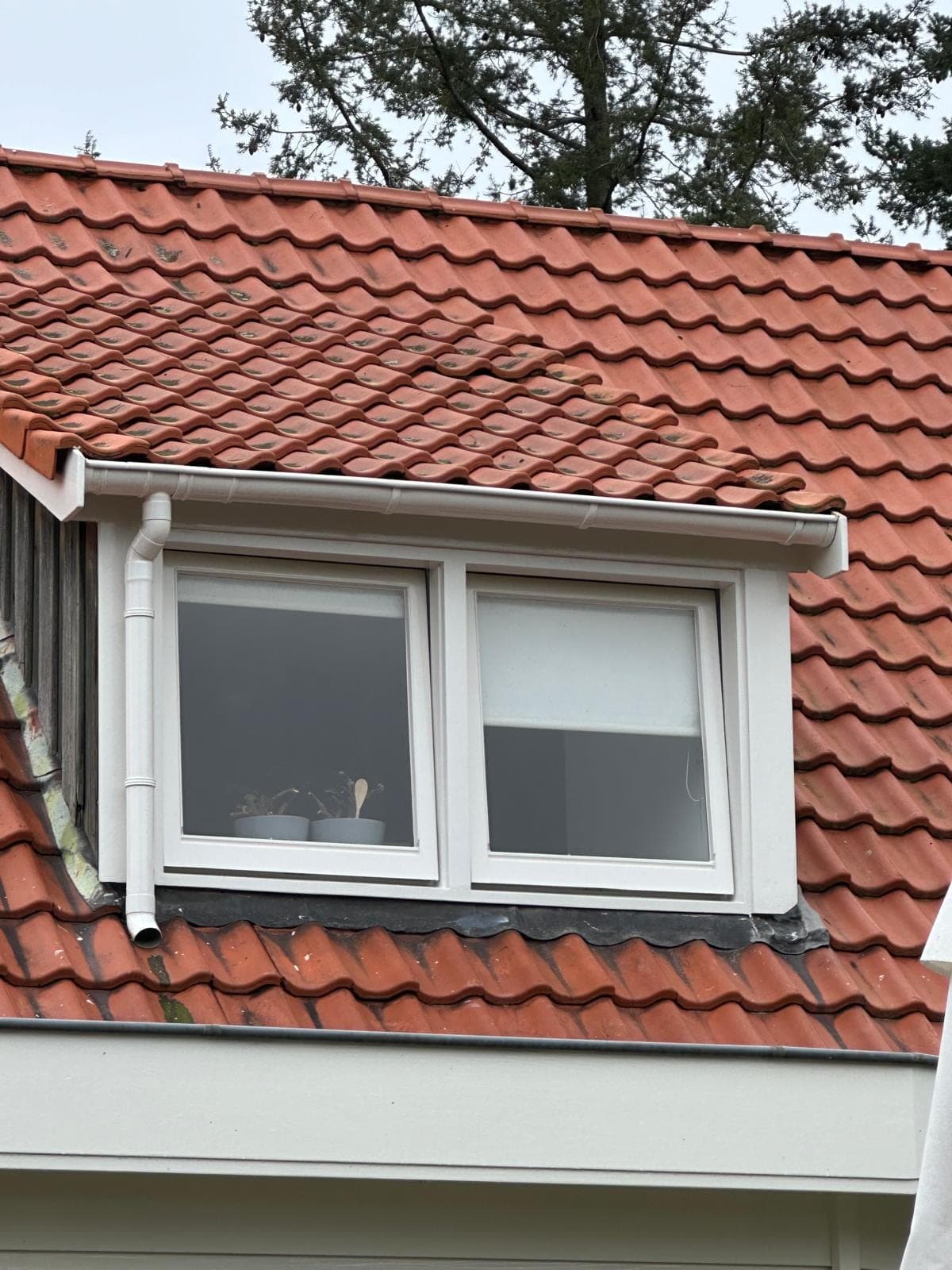 Tweede dakkapel met witte kozijnen in een oranjerood pannendak, met dennen op de achtergrond
